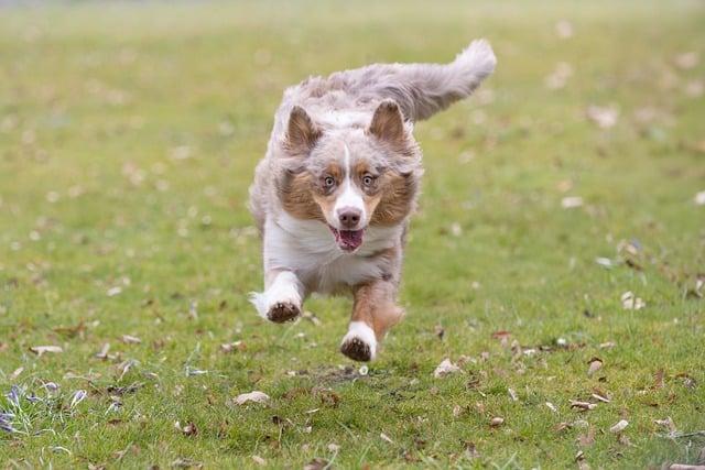 What Is the Best Dog Food for Australian Shepherds That Supports Their Energy and Health