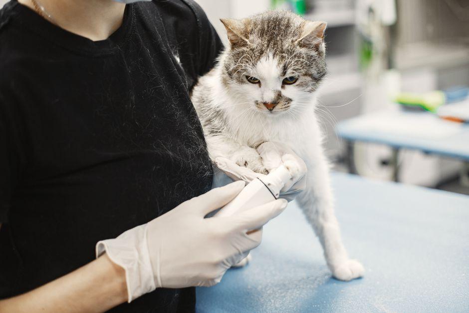 What’s the Best Thing to Kill Fleas and Keep Your Pet Safe at Home